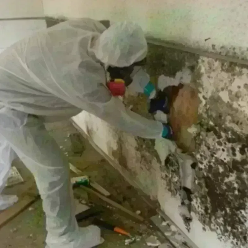 Mold Remediation and Removal in Vancleave, MS